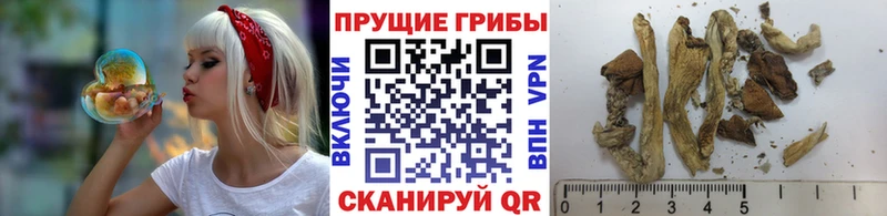 как найти наркотики  Волгодонск  Галлюциногенные грибы мухоморы 